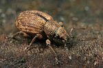 strophosoma-melanogrammum-foto-faasen