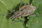 tanymecus-palliatus-foto-altmann