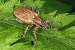 tanymecus-palliatus-foto-diersche