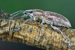 tanymecus-palliatus-foto-swadzba