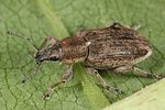 tanymecus-palliatus2-foto-altmann