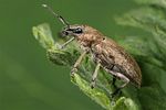 tanymecus-palliatus3-foto-koehler