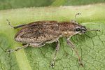 tanymecus-palliatus5-foto-altmann