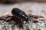 tomicus-piniperda-foto-roessler