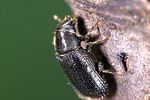 tomicus-piniperda-foto-weidlich