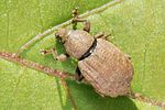 tropiphorus-elevatus-foto-holmes