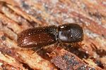xyleborinus-saxesenii-foto-altmann