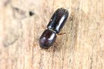 xyleborinus-saxesenii-foto-weidlich
