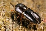 xyleborus-saxeseni-foto-koehler