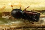 xylocleptes-bispinus-male2-foto-koehler