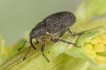 ceutorhynchus-resedae-foto-koehler