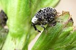 cionus-scrophulariae-foto-holmes