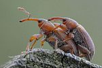 dorytomus-tortrix-couple-foto-hamers