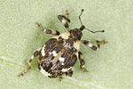 hadroplontus-trimaculatus-foto-benisch