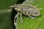 larinus-planus-foto-dewilde