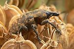 larinus-turbinatus-foto-auer