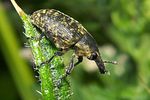 larinus-turbinatus-foto-koehler
