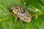 larinus-turbinatus3-foto-altmann