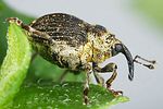 nedyus-quadrimaculatus2-foto-dvorak