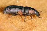 phloeophagus-lignarius2-foto-krejcik