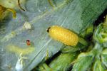 tychius-breviusculus-larva-foto-krumm