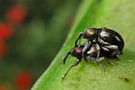 tychius-quinquepunctatus-couple-foto-angelini