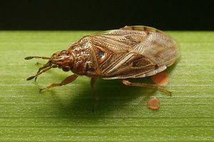 artheneidae-chilacis-typhae-foto-vanderkrieke